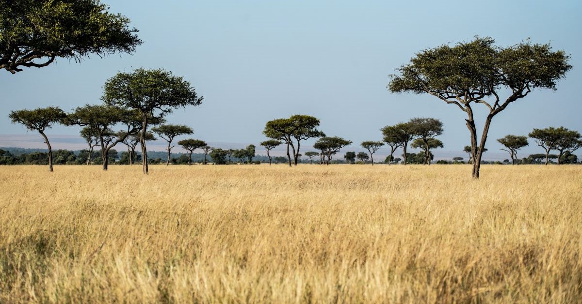 Film & Commercial Production Company, Kenya Mbrella Films