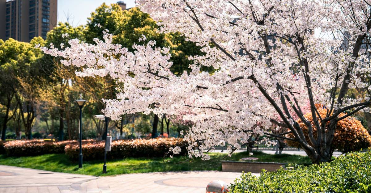 Donghu Moshan Cherry Blossom Park