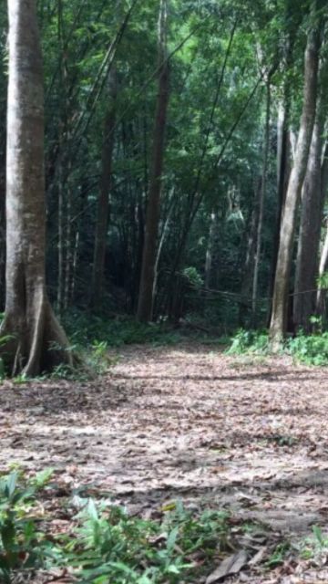 Forests
